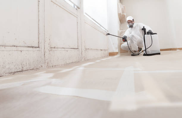 Black mold remediation team in Denver